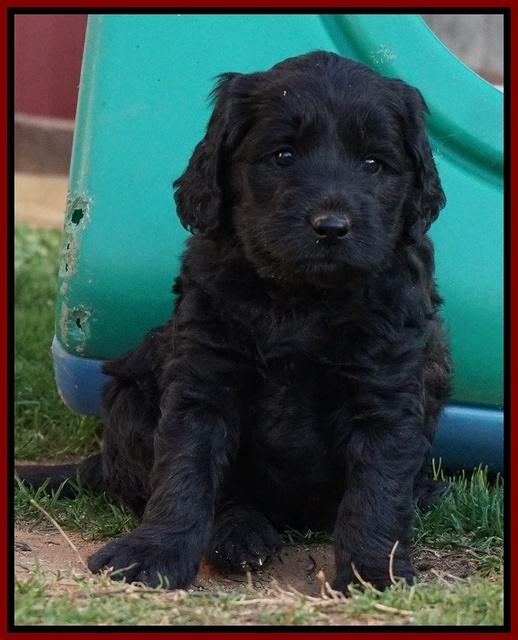 BB Gus pups 5 wks old 91