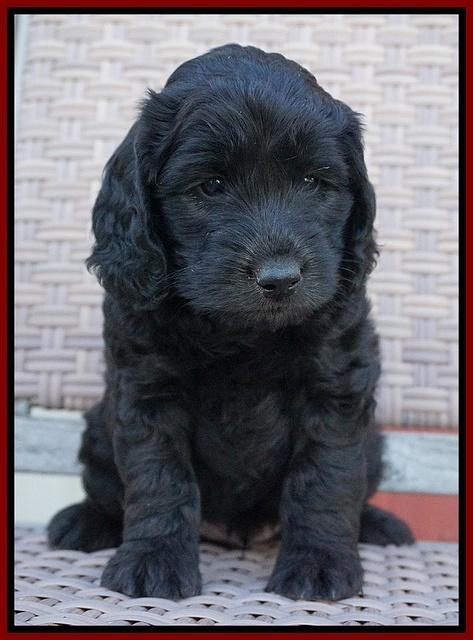 BB Gus pups 6 wks old 101