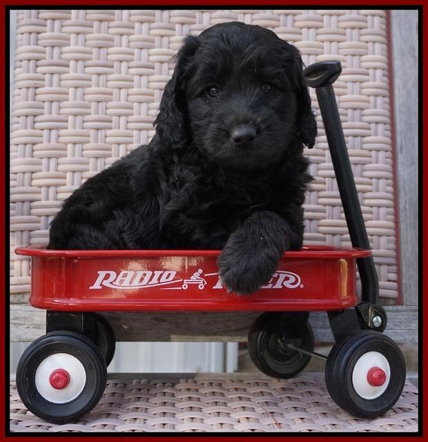 BB Gus pups 6 wks old 61