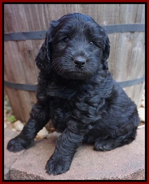 BB Gus pups 6 wks old 91