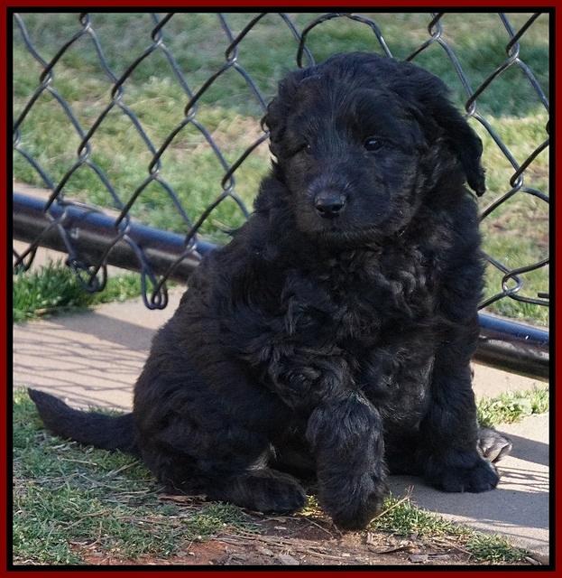 BB Gus pups 7 wks old 111