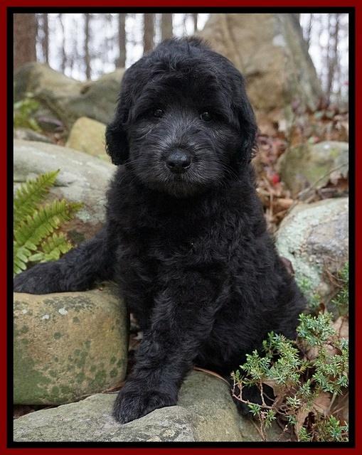 BB Gus pups 8 wks old 5100