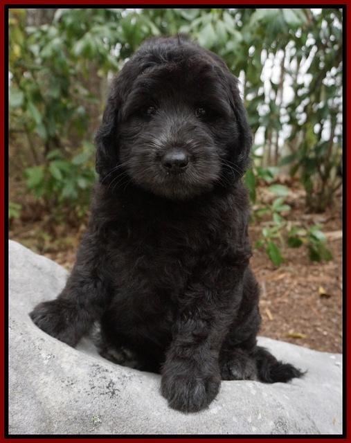 BB Gus pups 8 wks old 6100