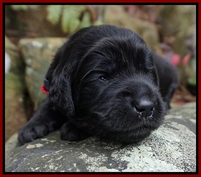 BB gus pups 2 wks old 41