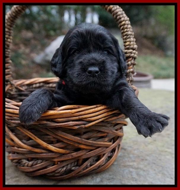 Black Beautiy Gus pups 3 wks old 41