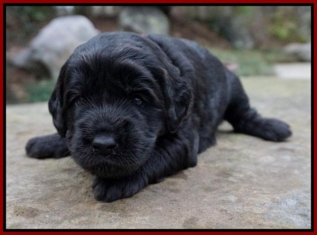 Black Beautiy Gus pups 3 wks old 61