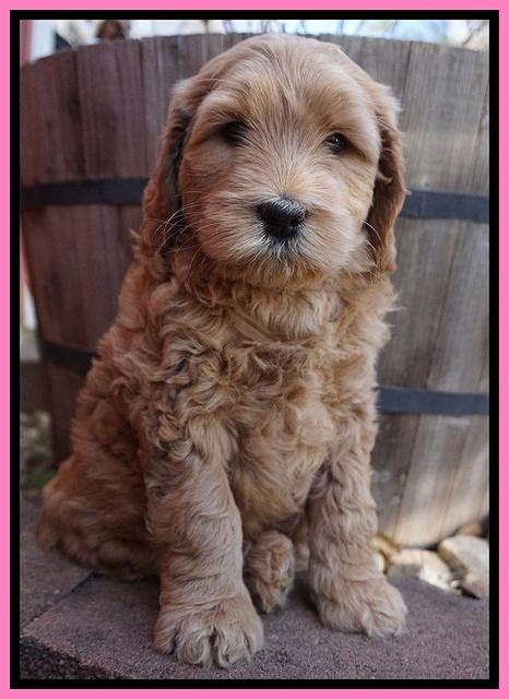 BB Gus pups 6 wks old 121