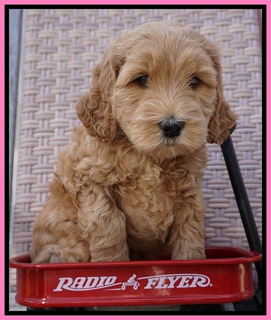 BB Gus pups 6 wks old 131