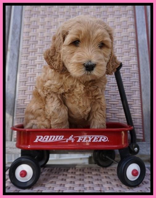 BB Gus pups 6 wks old 141