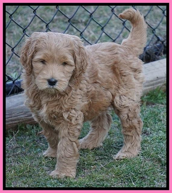 BB Gus pups 7 wks old 161