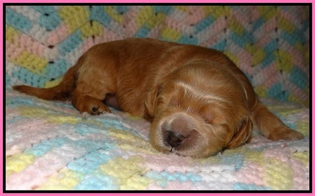BB and Gus pups 1 wk old 51