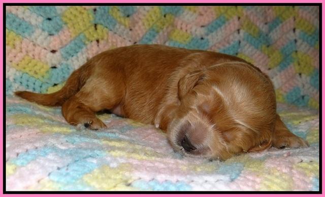 BB and Gus pups 1 wk old 61