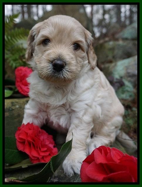 BB Gus pups 4 wks old 101