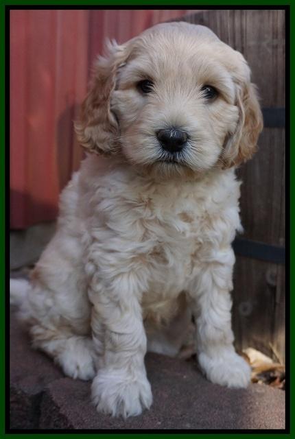 BB Gus pups 6 wks old 201