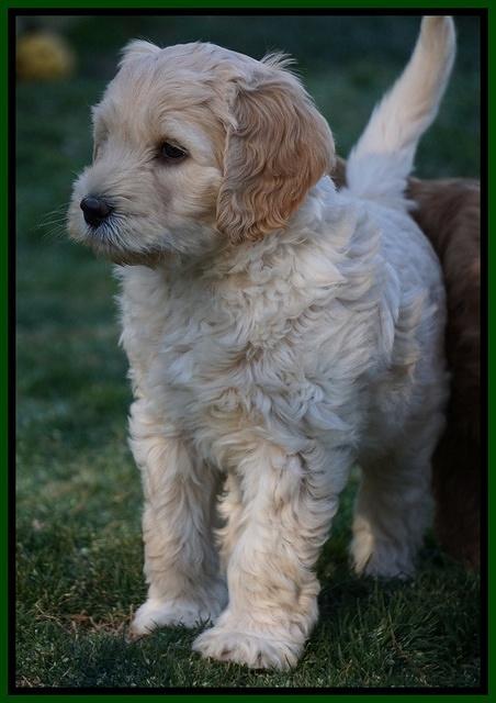 BB Gus pups 7 wks old 201