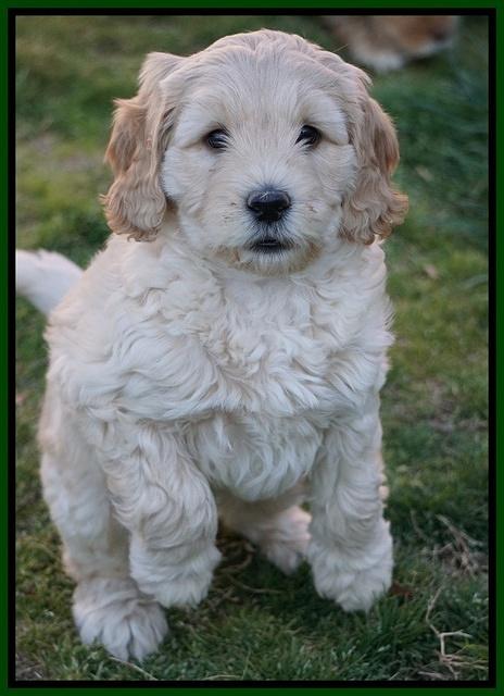 BB Gus pups 7 wks old 271