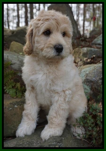 BB Gus pups 8 wks old 762