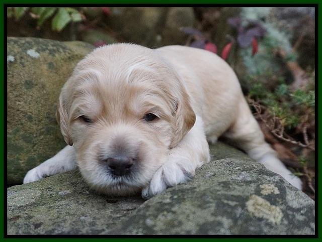 BB gus pups 2 wks old 111