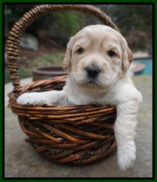 Black Beautiy Gus pups 3 wks old 111