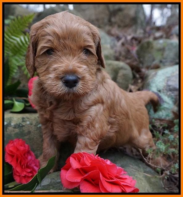 BB Gus pups 4 wks old 131