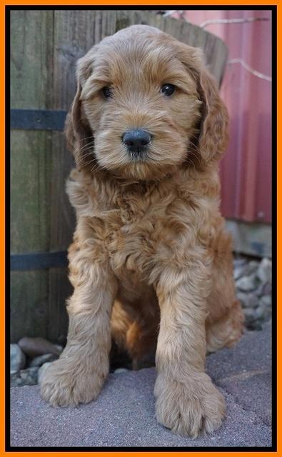 BB Gus pups 6 wks old 241