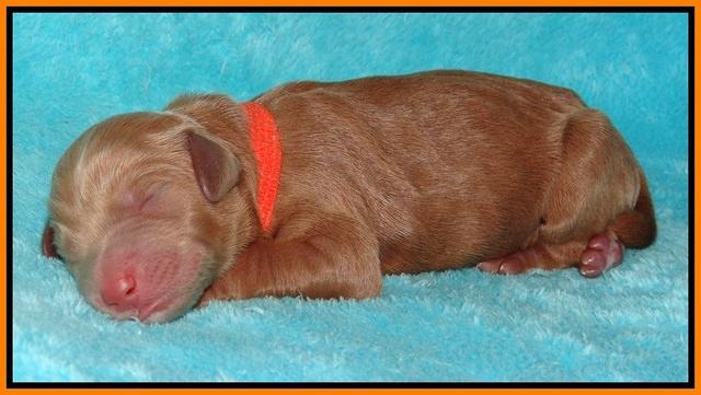 BB Gus pups Newborn 51