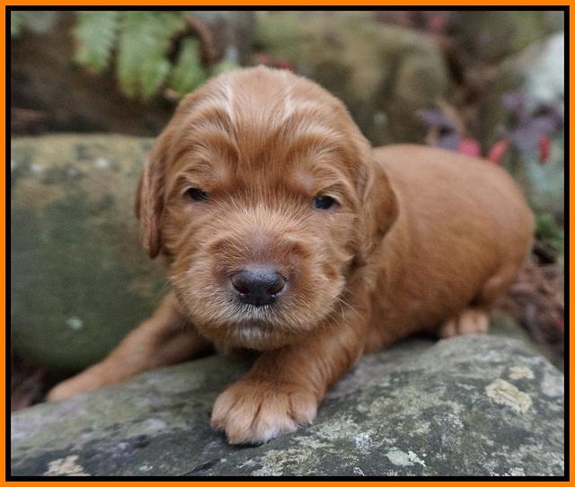 BB gus pups 2 wks old 131