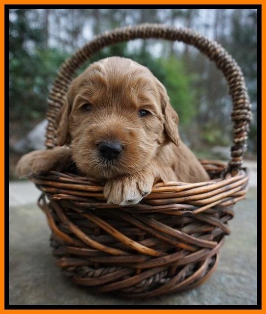 Black Beautiy Gus pups 3 wks old 151