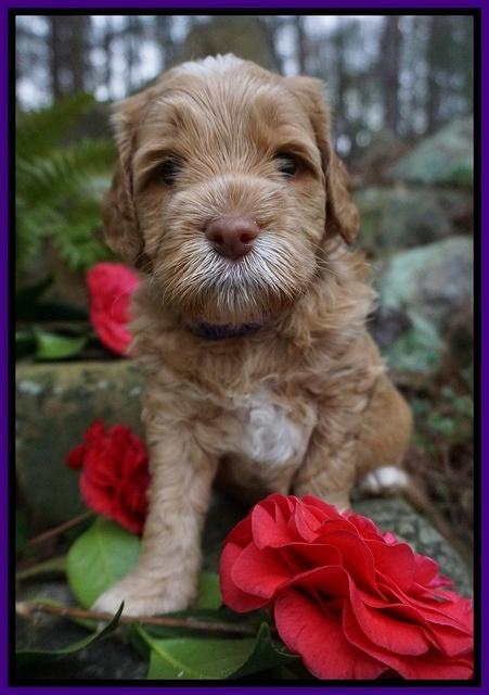 BB Gus pups 4 wks old 181