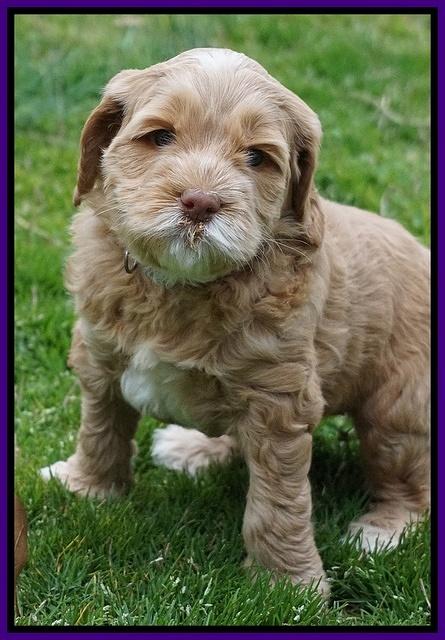BB Gus pups 5 wks old 301