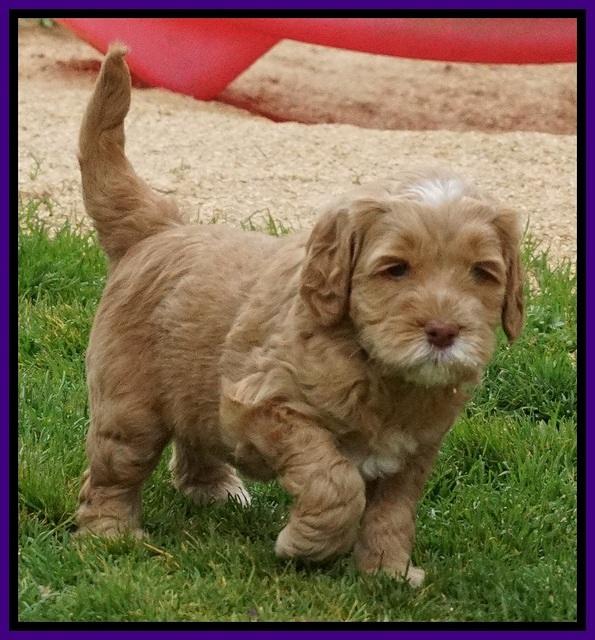 BB Gus pups 5 wks old 331