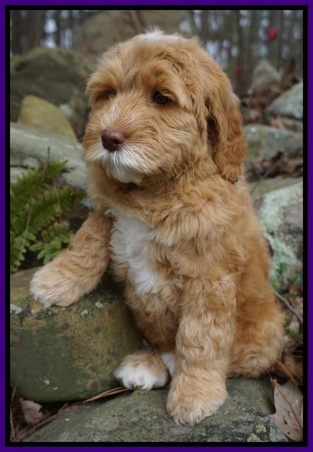 BB Gus pups 8 wks old 11