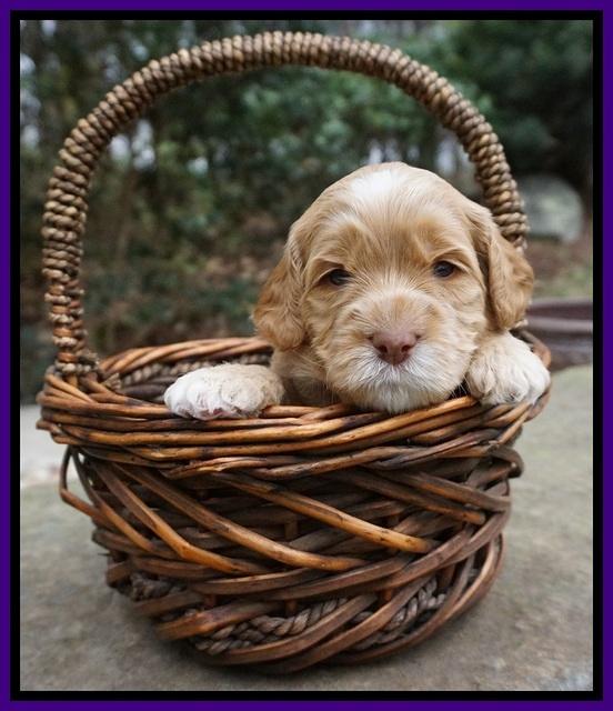 Black Beautiy Gus pups 3 wks old 161