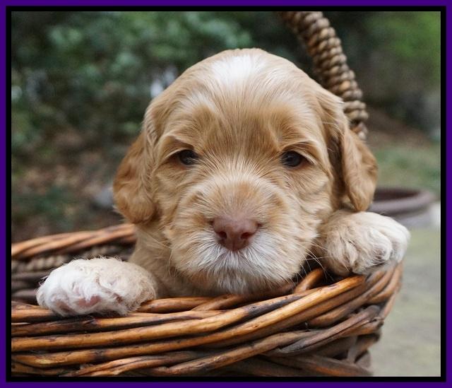 Black Beautiy Gus pups 3 wks old 171