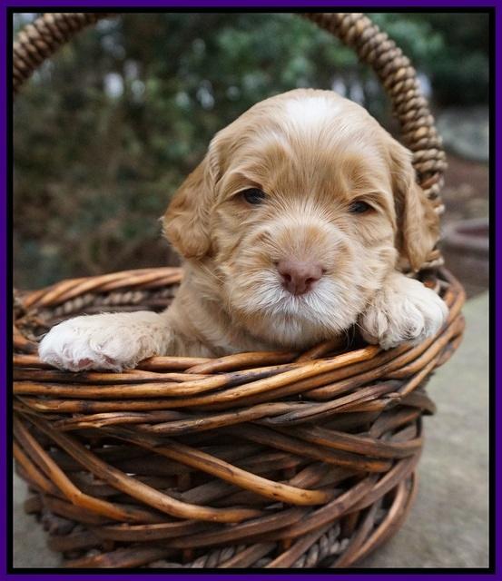 Black Beautiy Gus pups 3 wks old 181