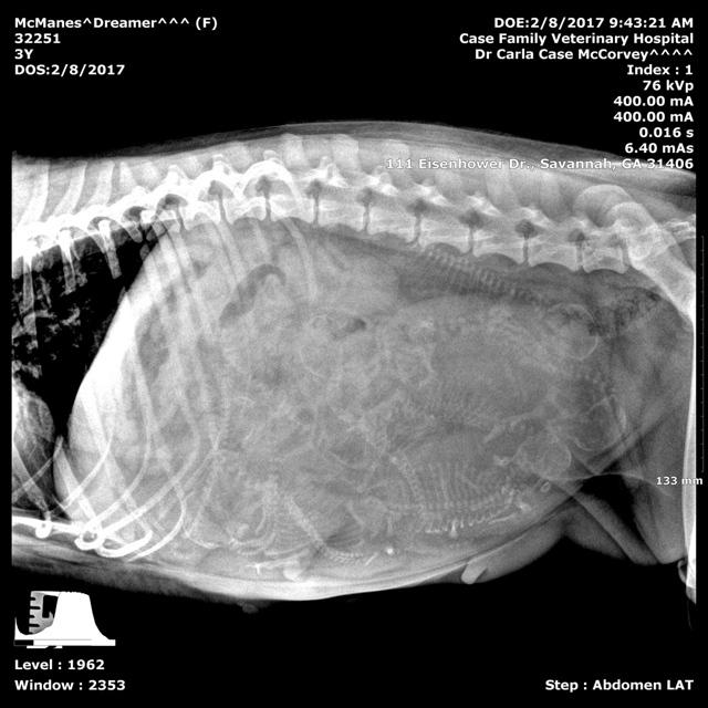 Dreamer xray day 58 preg 1