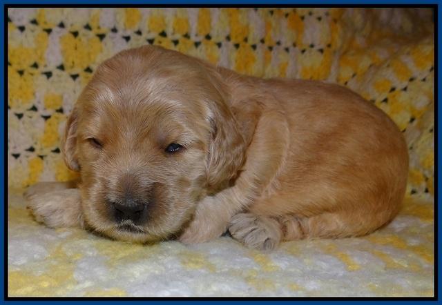 Dreamer Cash pups 2 wks old 11