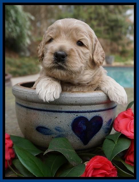 Dreamer Cash pups 3 wks old 21
