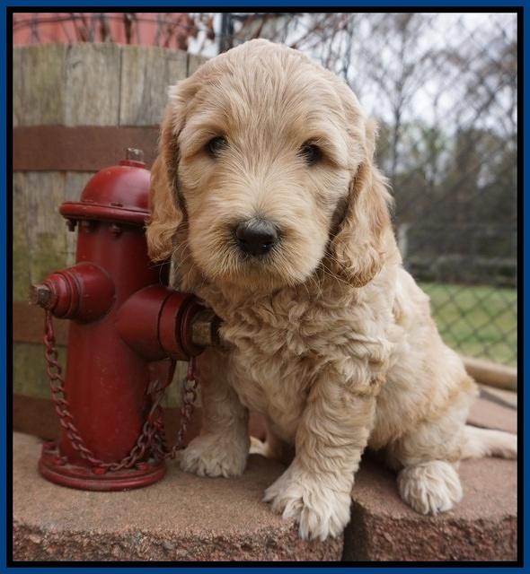 Dreamer Cash pups 6 weeks old 21