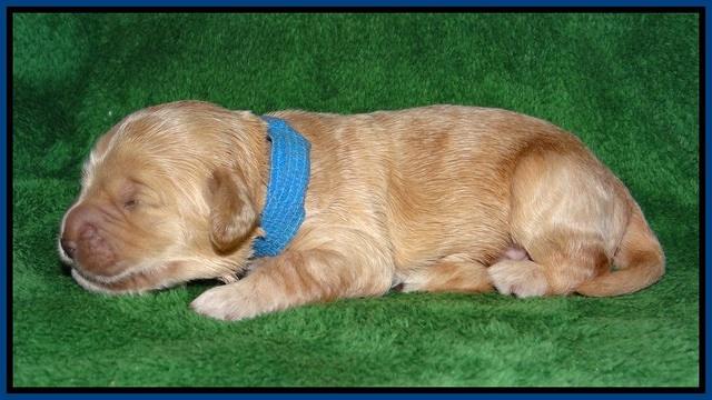 Dreamer cash pups 1 wk old 21