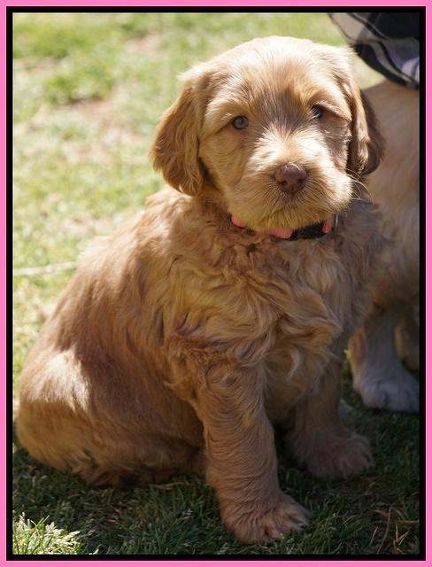 Dreamer Cash Pups 5 wks old 41