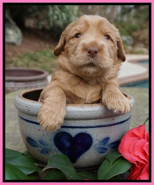 Dreamer Cash pups 3 wks old 51