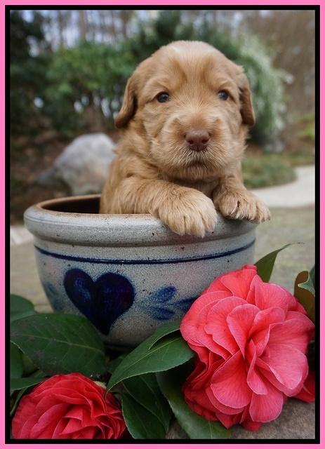 Dreamer Cash pups 3 wks old 61