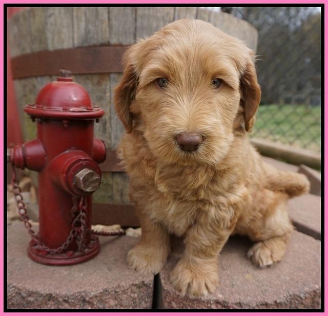 Dreamer Cash pups 6 weeks old 41