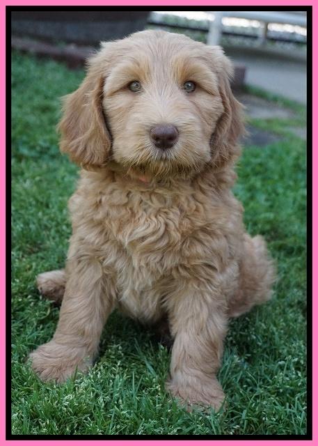 Dreamer Cash pups 7 weeks old 41