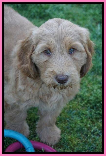 Dreamer Cash pups 7 weeks old 81