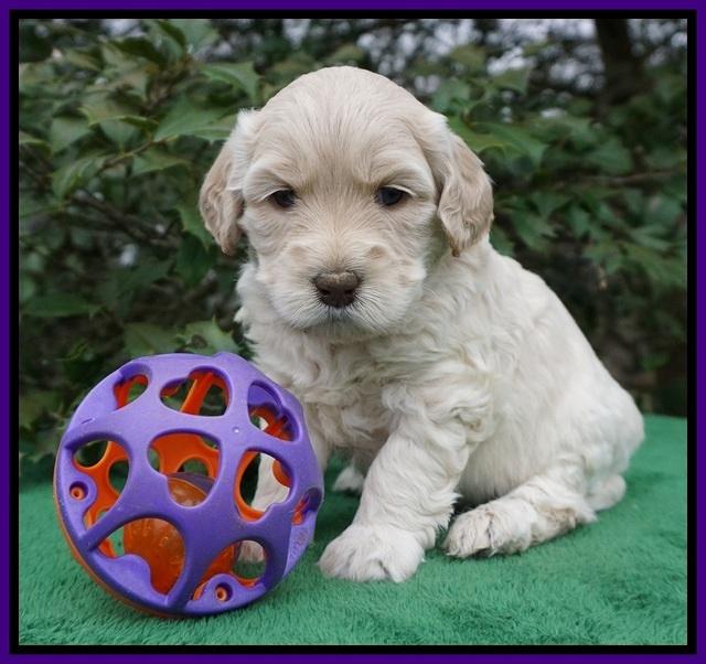 Dreamer Cash pups 4 wks old 81