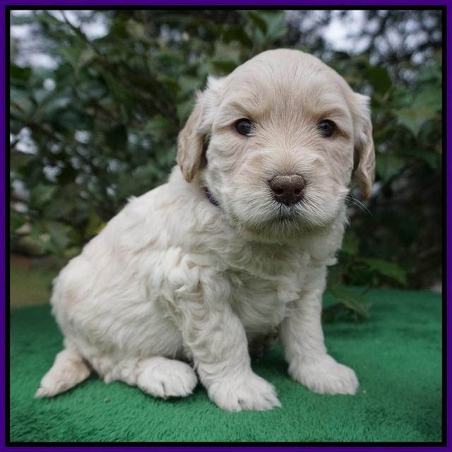 Dreamer Cash pups 4 wks old 91
