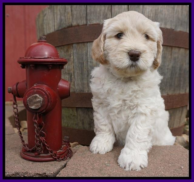 Dreamer Cash pups 6 weeks old 81