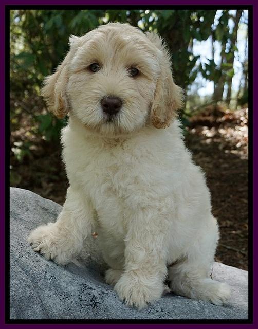 Dreamer Cash pups 8 weeks old 31